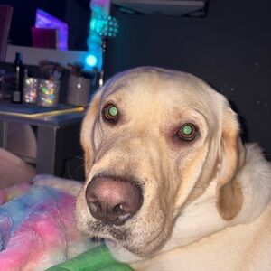 NOT FOR SALE - it won’t let me delete